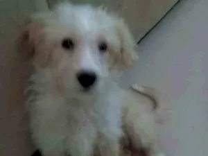 Cachorro raça  idade 2 a 6 meses nome Billy