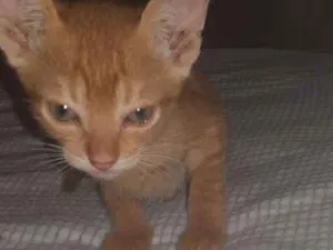 Gato raça SRD idade 2 a 6 meses nome Peter 
