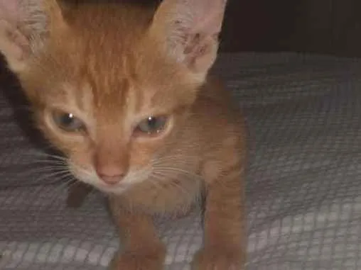 Gato ra a SRD idade 2 a 6 meses nome Peter 