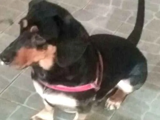 Cachorro ra a Daschund  idade 3 anos nome Spike 