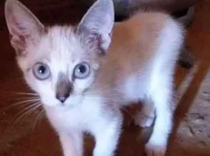 Gato raça A mãe é persa idade 2 a 6 meses nome Sem nome