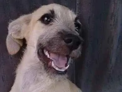 Cachorro ra a Desconhecida idade 2 a 6 meses nome Sem nome