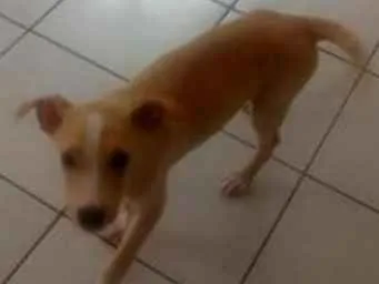 Cachorro ra a Labrador com pitbull idade 2 a 6 meses nome Bruce