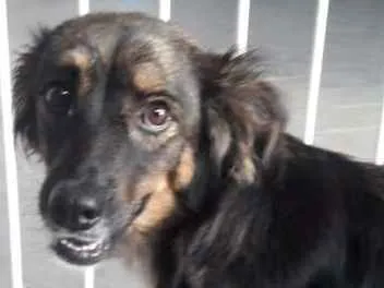 Cachorro ra a Sem raça definida idade 3 anos nome Bruna