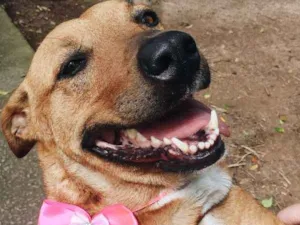 Cachorro raça SRD idade 3 anos nome mel