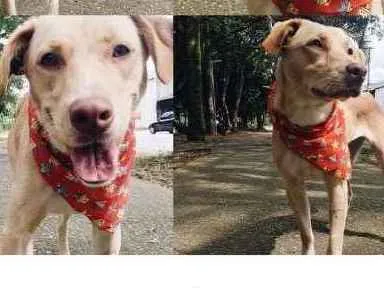 Cachorro ra a SRD idade 1 ano nome laika