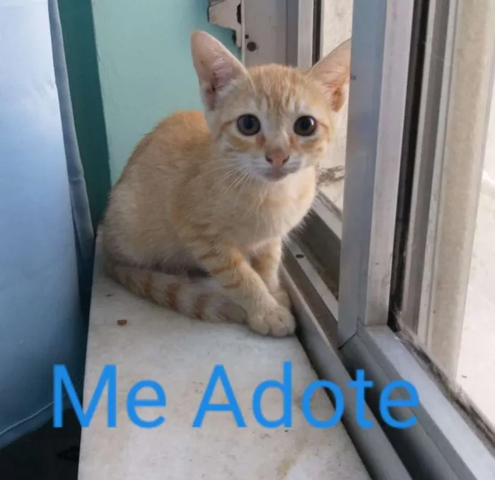 Gato raça SRD idade Abaixo de 2 meses nome Sol