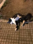Desconhecido