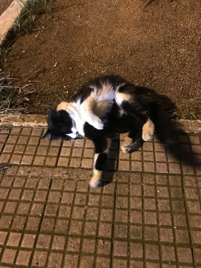 Gato ra a SRD idade 1 ano nome Desconhecido