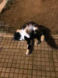 Desconhecido