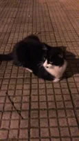 Desconhecido