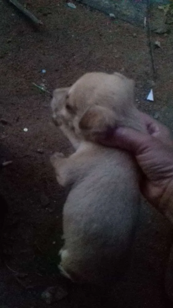 Cachorro raça Virá lata idade 2 a 6 meses nome Nomes indefinidos 