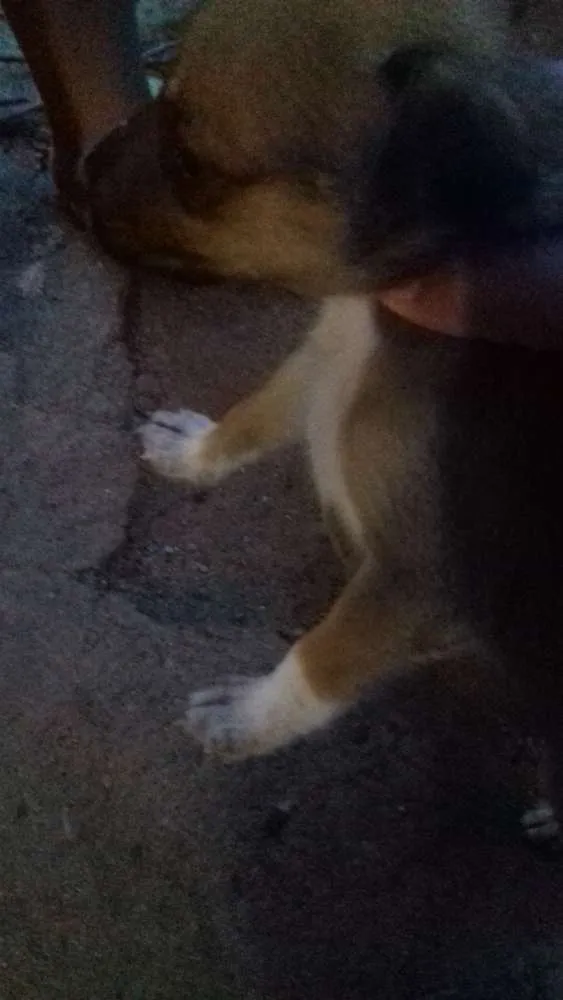 Cachorro raça Virá lata idade 2 a 6 meses nome Nomes indefinidos 