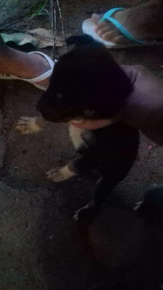 Cachorro raça Virá lata idade 2 a 6 meses nome Nomes indefinidos 
