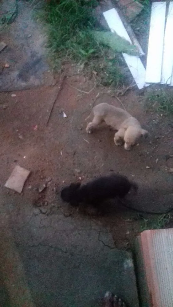 Cachorro raça Virá lata idade 2 a 6 meses nome Nomes indefinidos 