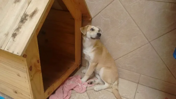 Cachorro raça Vira lata com labrador idade 2 a 6 meses nome Mel