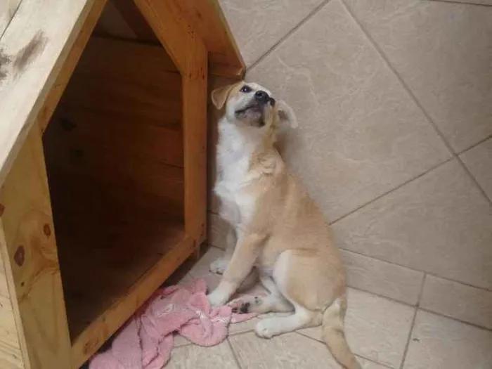 Cachorro raça Vira lata com labrador idade 2 a 6 meses nome Mel