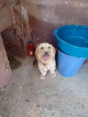 Cachorro raça  idade 6 ou mais anos nome Estrela