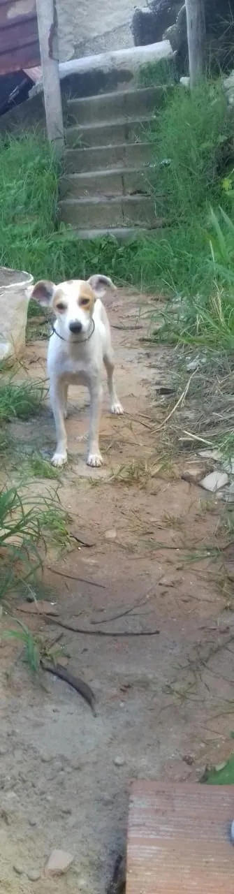 Cachorro raça Virá lata idade 1 ano nome Fofinha