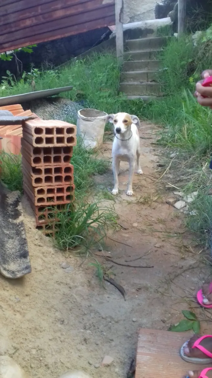 Cachorro raça Virá lata idade 1 ano nome Fofinha