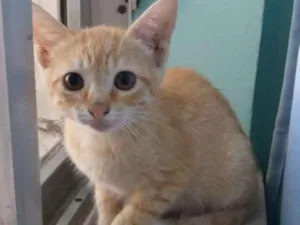 Gato raça SRD idade Abaixo de 2 meses nome Sol