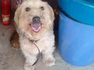 Cachorro raça  idade 6 ou mais anos nome Estrela