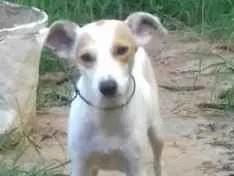Cachorro raça Virá lata idade 1 ano nome Fofinha