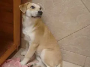 Cachorro raça Vira lata com labrador idade 2 a 6 meses nome Mel