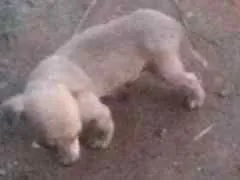 Cachorro raça Virá lata idade 2 a 6 meses nome Nomes indefinidos 