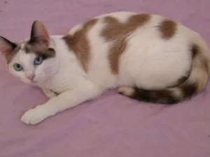 Gato raça SRD idade 2 anos nome XANTI
