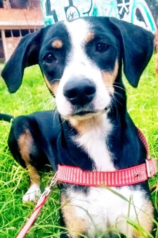 Cachorro ra a srd idade 2 anos nome Vitória 