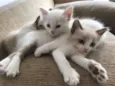 GATINHOS