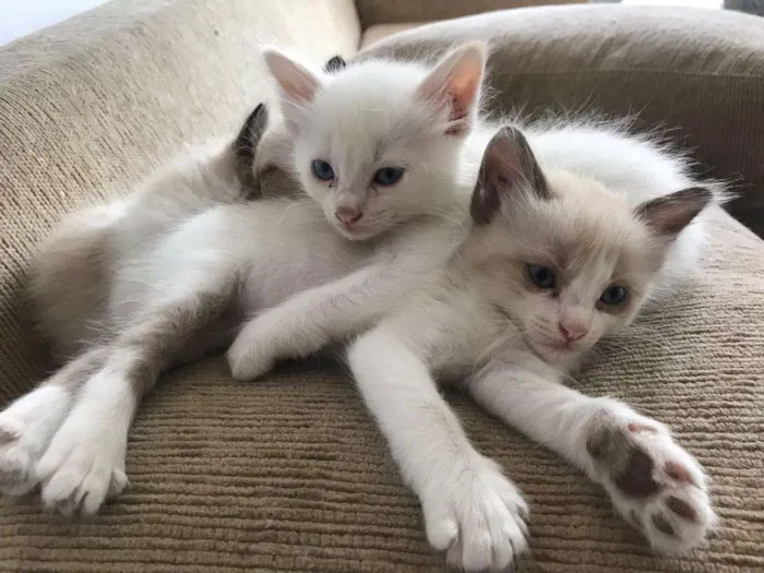 Gato ra a INDEFINIDA idade 2 a 6 meses nome GATINHOS