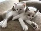 Gato raça INDEFINIDA idade 2 a 6 meses nome GATINHOS