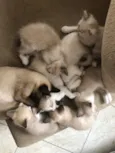 GATINHOS