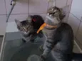 gatos