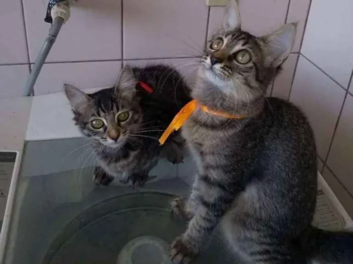 Gato raça SRD idade 2 a 6 meses nome gatos