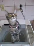 gatos
