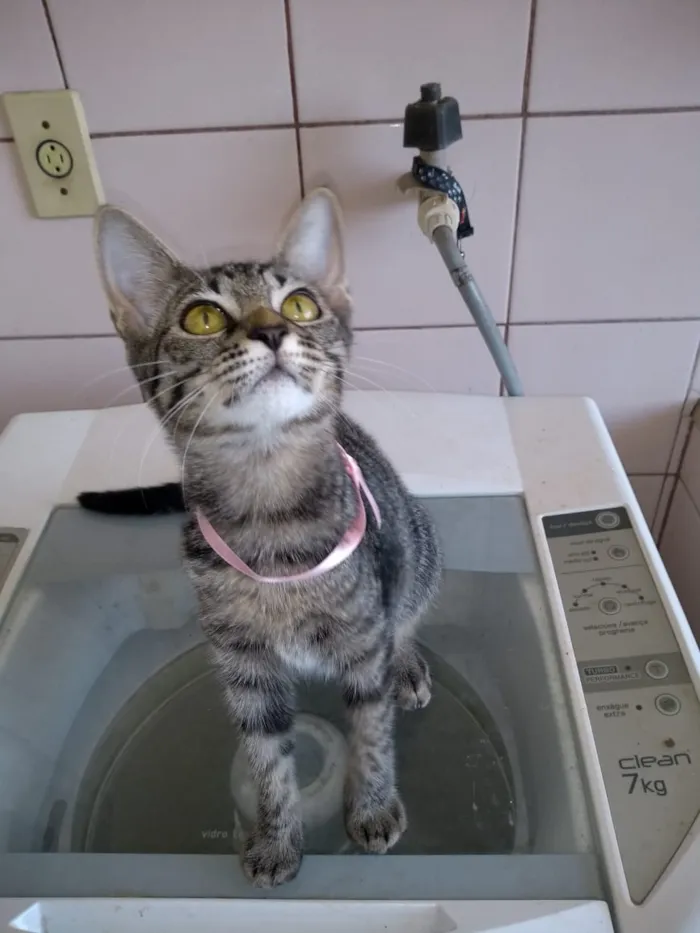 Gato raça SRD idade 2 a 6 meses nome gatos