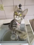 gatos