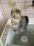 gatos