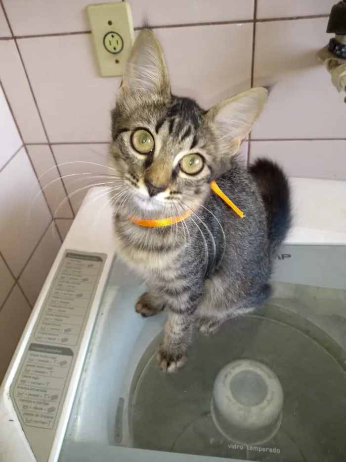 Gato raça SRD idade 2 a 6 meses nome gatos