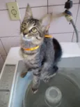 gatos