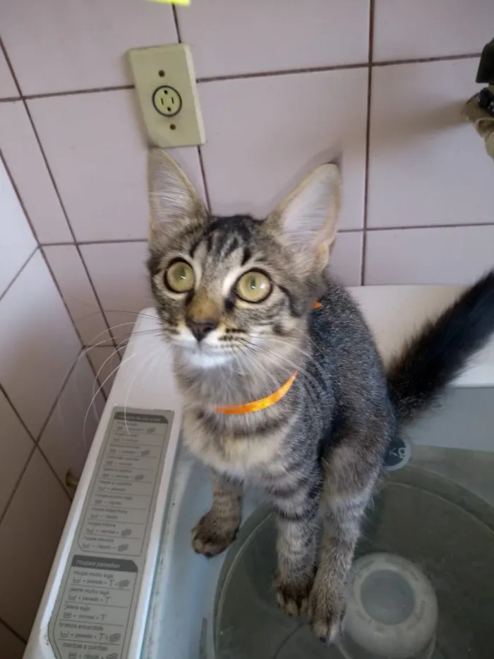 Gato raça SRD idade 2 a 6 meses nome gatos