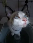 gatos