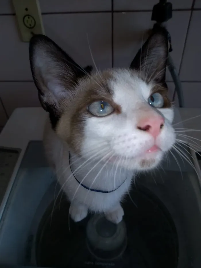 Gato raça SRD idade 2 a 6 meses nome gatos