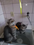 gatos