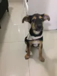 Capitu
