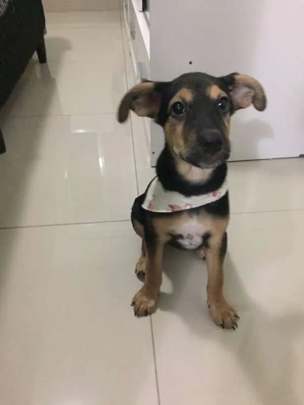 Cachorro ra a Vira-lata idade 2 a 6 meses nome Capitu