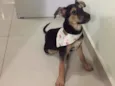 Capitu